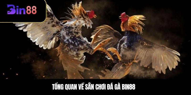Tổng quan về sân chơi đá gà BIN88