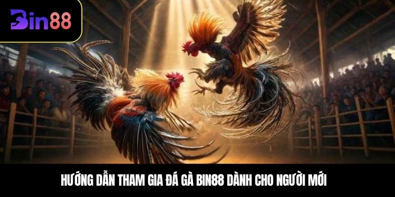 Hướng dẫn tham gia đá gà BIN88 dành cho người mới