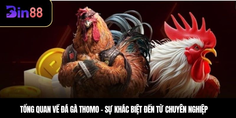 Tổng quan về đá gà Thomo – Sự khác biệt đến từ chuyên nghiệp